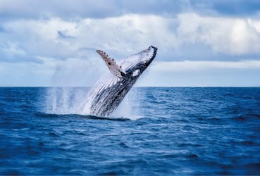 Опыт наблюдения за китами